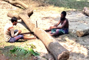 ধনবা‌ড়ি সরকা‌রি ডিগ্রী কলেজের অধ্যক্ষ টেন্ডার ছাড়াই কাটলেন গাছ!