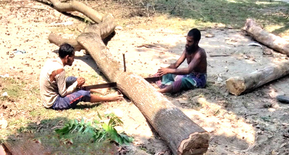 ধনবা‌ড়ি সরকা‌রি ডিগ্রী কলেজের অধ্যক্ষ টেন্ডার ছাড়াই কাটলেন গাছ!