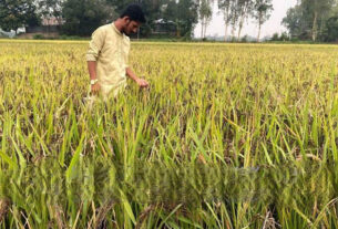 বাসাইলে তরুণ কৃষি উদ্যোক্তা নাহিদ মিয়ার ‘ব্ল্যাক রাইস’ চাষে সাফল্য