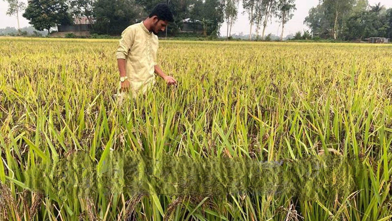 বাসাইলে তরুণ কৃষি উদ্যোক্তা নাহিদ মিয়ার ‘ব্ল্যাক রাইস’ চাষে সাফল্য