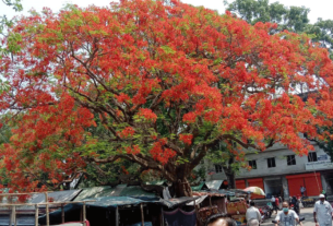 প্রকৃতির সর্বত্রই কৃষ্ণচূড়ার রঙে লেগেছে আগুন!