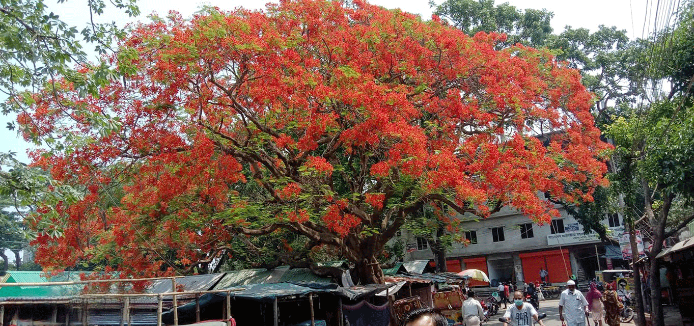 প্রকৃতির সর্বত্রই কৃষ্ণচূড়ার রঙে লেগেছে আগুন!