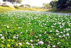 কচুরিপানা ফুলে অপরূপ দৃশ্যে মুগ্ধতা ও নান্দনিকতা