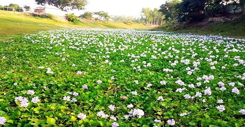 কচুরিপানা ফুলে অপরূপ দৃশ্যে মুগ্ধতা ও নান্দনিকতা