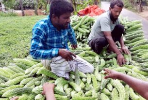 ঘাটাইলের পাহাড়ি এলাকার করলা বিভিন্ন জেলায় বিক্রি হচ্ছে