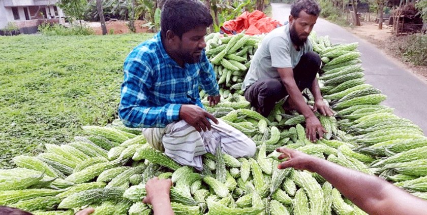 ঘাটাইলের পাহাড়ি এলাকার করলা বিভিন্ন জেলায় বিক্রি হচ্ছে