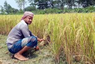 টাঙ্গাইলে চলতি মৌসুমে ইরি-বোরোর বাম্পার ফলন