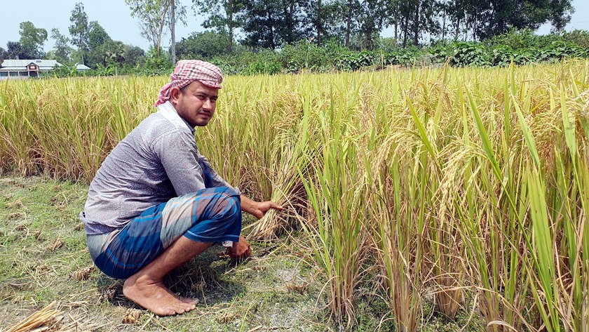 টাঙ্গাইলে চলতি মৌসুমে ইরি-বোরোর বাম্পার ফলন