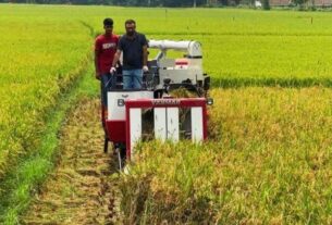 টাঙ্গাইলে হারভেস্টার মেশিনে ধান কাটায় সিন্ডিকেট: কৃষকদের হয়রানি