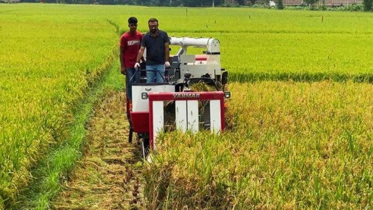 টাঙ্গাইলে হারভেস্টার মেশিনে ধান কাটায় সিন্ডিকেট: কৃষকদের হয়রানি