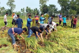 দেলদুয়ারে কৃষকের ধান কেটে দিলো মাভাবিপ্রবি ছাত্রলীগ