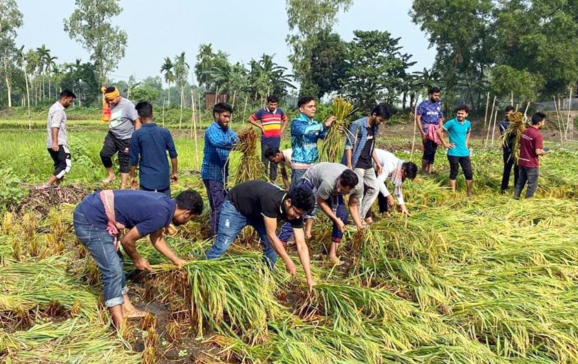 দেলদুয়ারে কৃষকের ধান কেটে দিলো মাভাবিপ্রবি ছাত্রলীগ