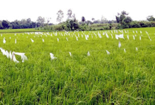 মধুপুরে ধান ক্ষেত রক্ষায় পলিথিনের ব্যবহার বাড়ছে