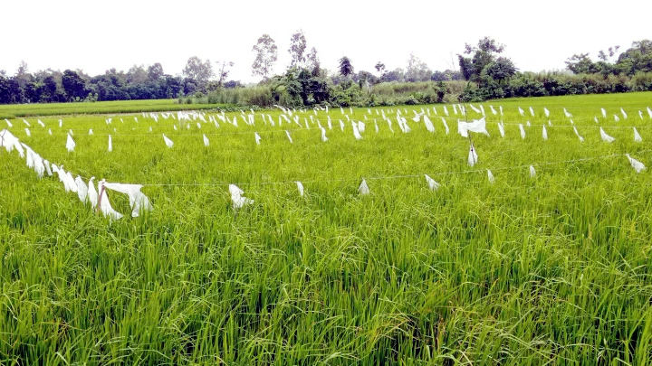 মধুপুরে ধান ক্ষেত রক্ষায় পলিথিনের ব্যবহার বাড়ছে