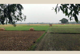 গোপালপুরে ফসলি জমিতে ধান কাটা শেষে নতুন আবাদ শুরু