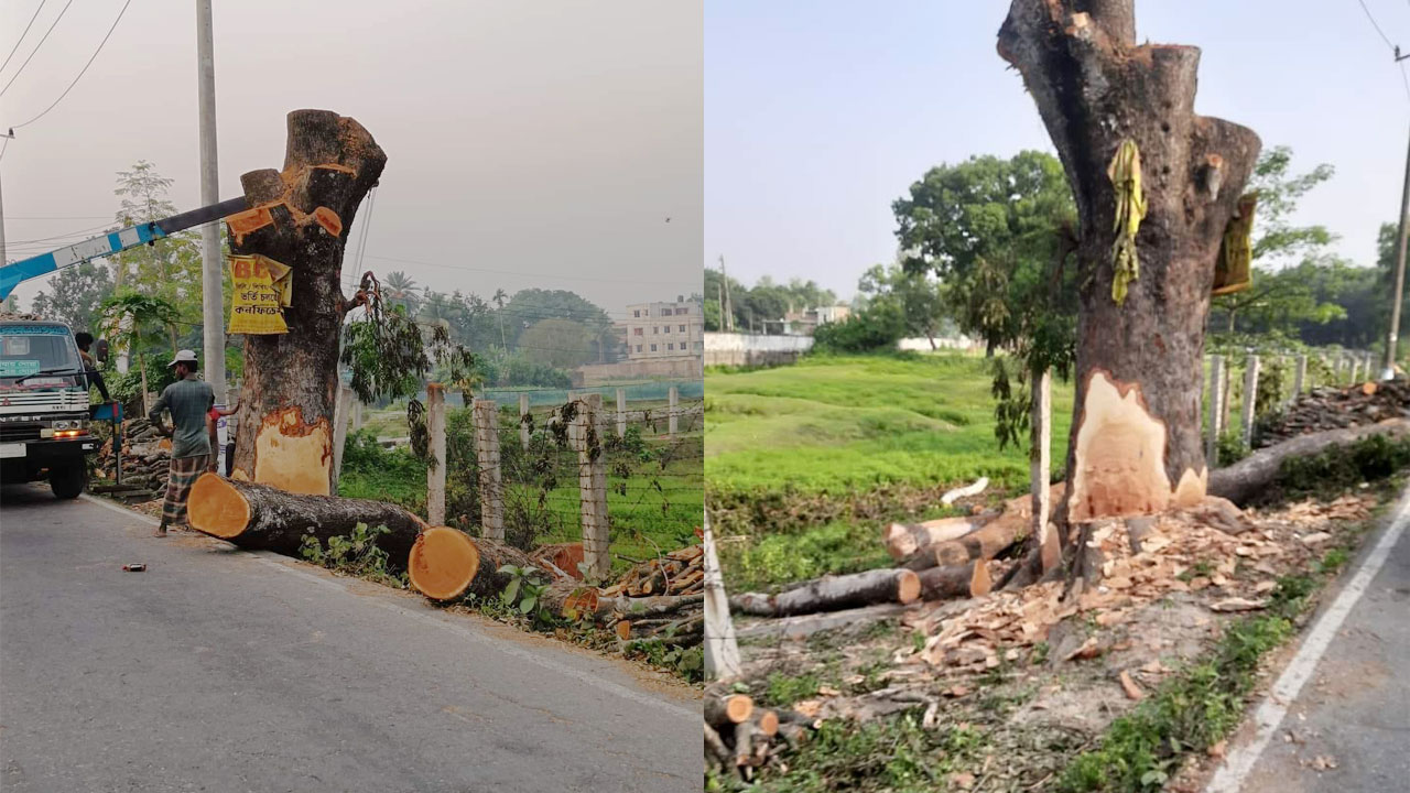 ৫০-১০০ বছর বয়সী ২ হাজার ৩৭৯টি গাছ কেটে সড়ক ‘উন্নয়ন’!