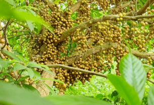 ঘাটাইলে-লটকন-চাষে-স্বাবলম্বী-আমির-উদ্দিনের-সাফল্য