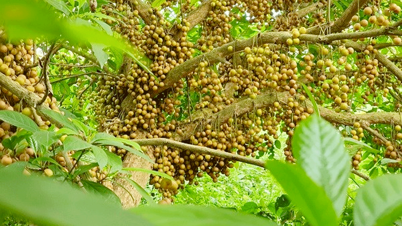 ঘাটাইলে-লটকন-চাষে-স্বাবলম্বী-আমির-উদ্দিনের-সাফল্য