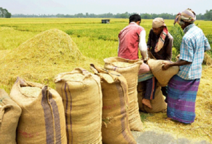 বিএডিসির-স্থানীয়-দালালের-মাধ্যমে-ধান-সংগ্রহ