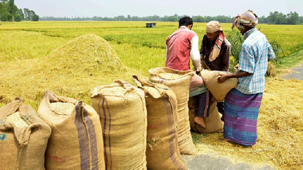 বিএডিসির-স্থানীয়-দালালের-মাধ্যমে-ধান-সংগ্রহ