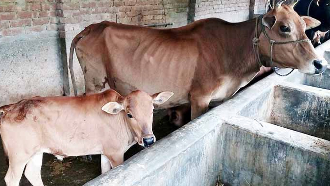 গোপালপুরে লাম্পিতে মারা যাচ্ছে গরু দিশেহারা খামারিরা