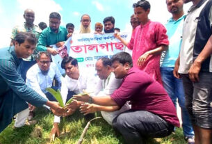 কালিহাতীতে পরিবেশের ভারসাম্য রক্ষায় তাল গাছের চারা রোপণ