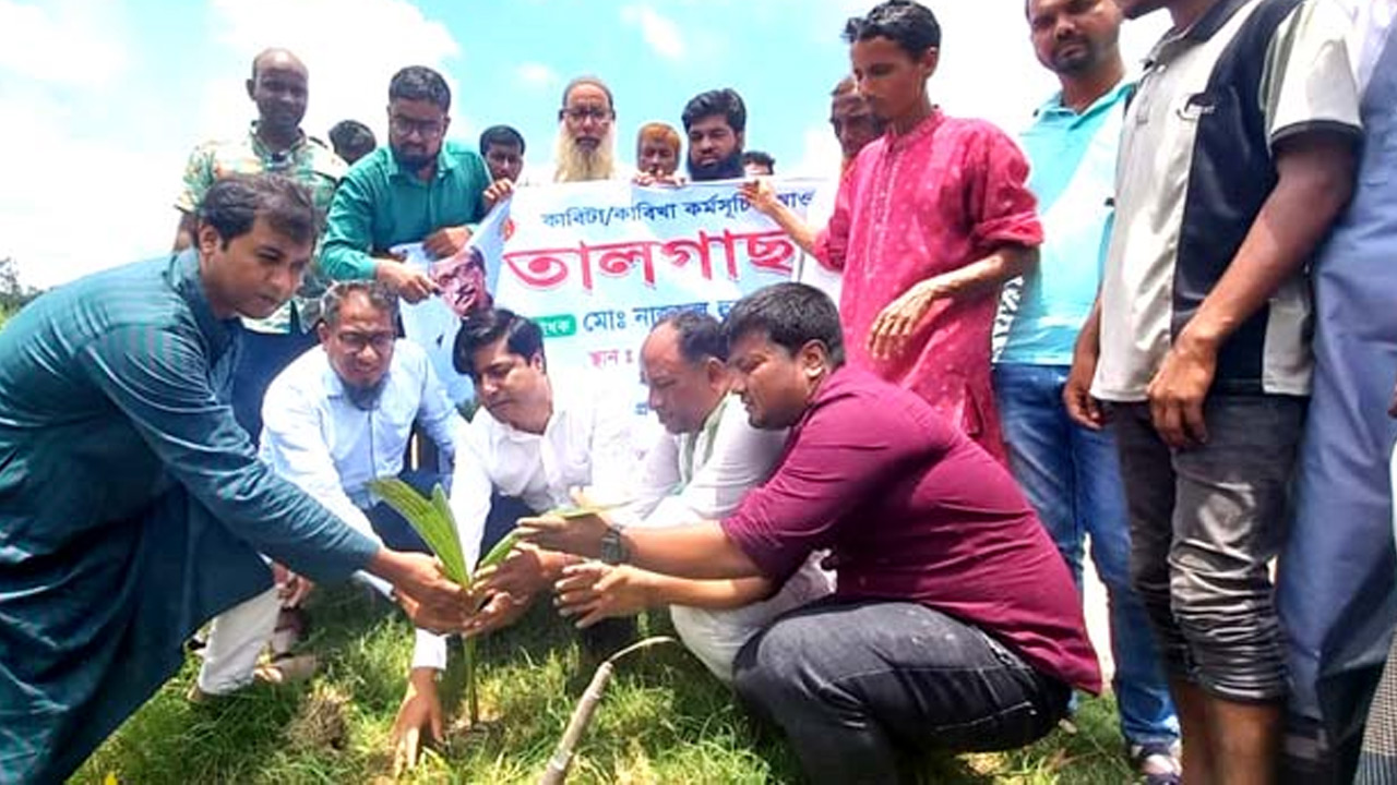 কালিহাতীতে পরিবেশের ভারসাম্য রক্ষায় তাল গাছের চারা রোপণ