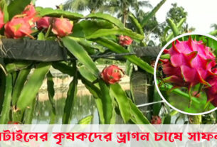 ঘাটাইলের-কৃষকদের-ড্রাগন-চাষে-সাফল্য