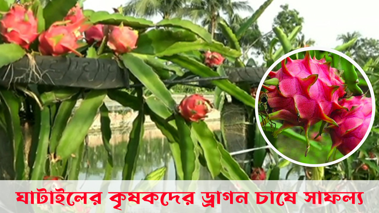 ঘাটাইলের-কৃষকদের-ড্রাগন-চাষে-সাফল্য