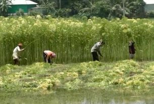 টাঙ্গাইলে পাটের বাম্পার ফলনে কৃষকরা খুশী