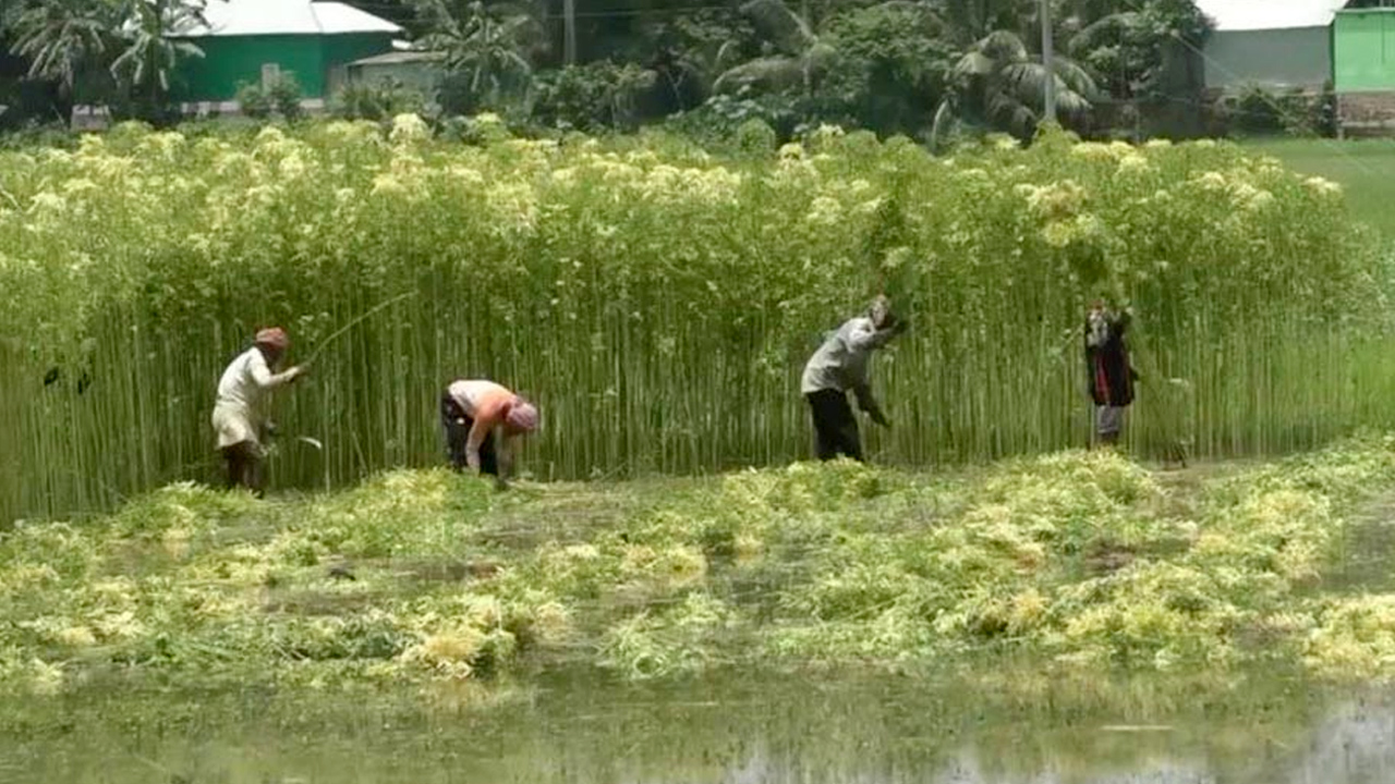 টাঙ্গাইলে পাটের বাম্পার ফলনে কৃষকরা খুশী