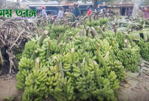 সখীপুরে কোটি টাকার ব্যবসার কুতুবপুর কলার পাইকারী হাট!