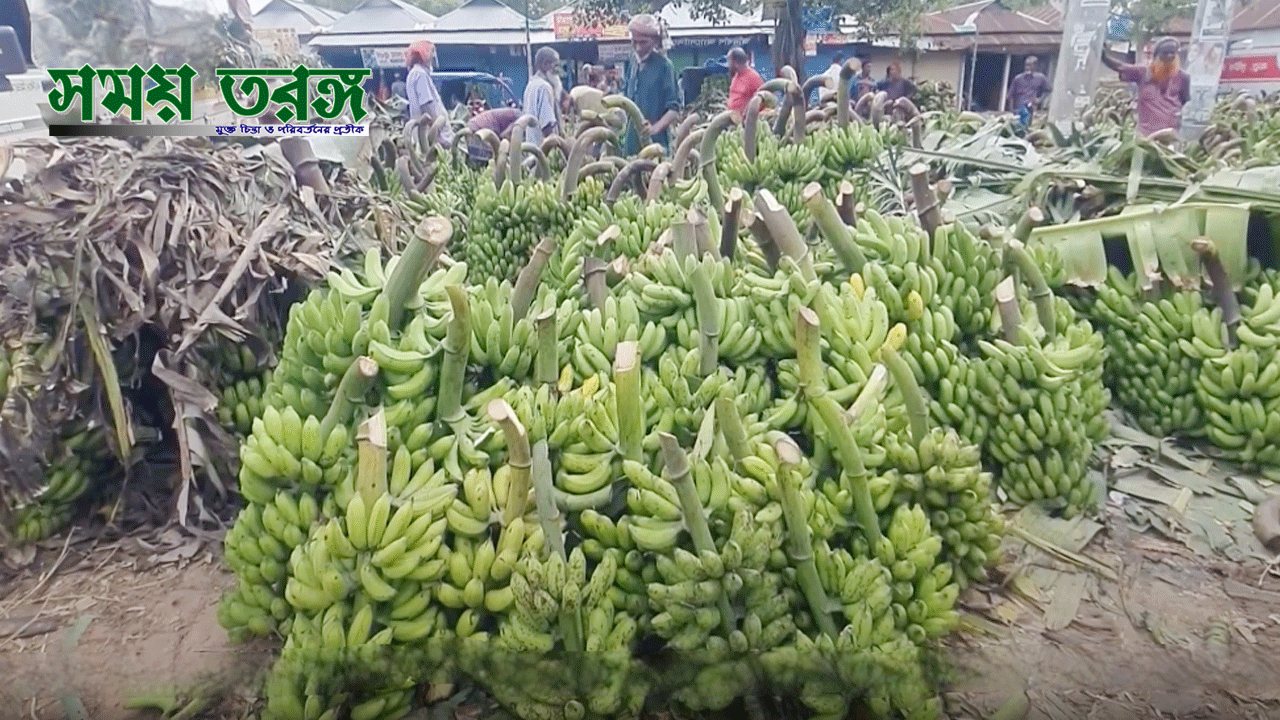 সখীপুরে কোটি টাকার ব্যবসার কুতুবপুর কলার পাইকারী হাট!